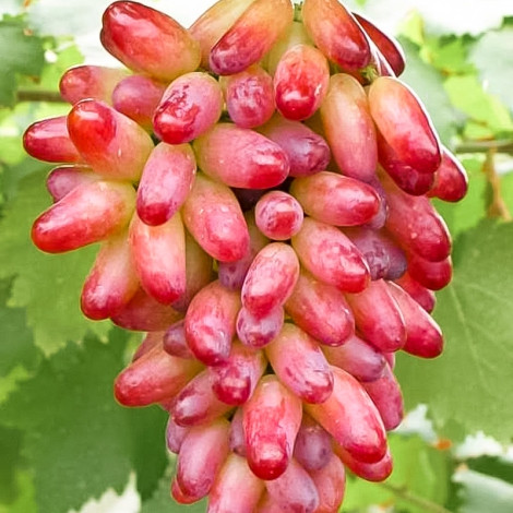 Саджанці Винограду Оригінал Рожевий - пізнього строку, транспортабельний, урожайний, фото 1