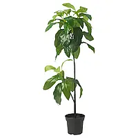 FEJKA Штучна рослина в горщику, кімнатний/вуличний авокадо, 15 см