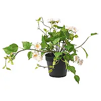 ФЕЙКА Искусственное растение в горшке, для интерьера/сада/Роза светло-розовая, 12 см