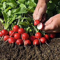 Рудольф (500 г) насіння редиски Bejo