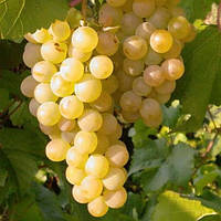 Саженцы винограда Челентано ранний, урожайный, неприхотливый