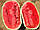 Семена арбуза Тамтам F1 (Enza Zaden), 50 семян — ранний (58-62 дней), типа Jubilee, фото 2