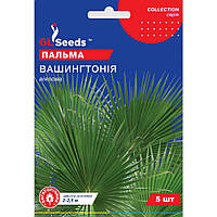 Насіння Пальма віялова Вашингтонія GL Seeds 5шт (collection1256)