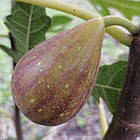 Саджанці інжиру Голіаф (Goliath) 3-х річний - ремонтантний, самоплідний, великоплідний, фото 2