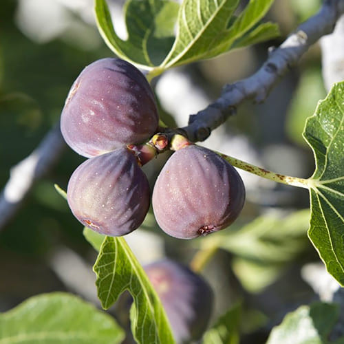 Саджанці інжиру Шервуд (Sherwood) 3-х річний - великоплідний, морозостійкий, солодкий