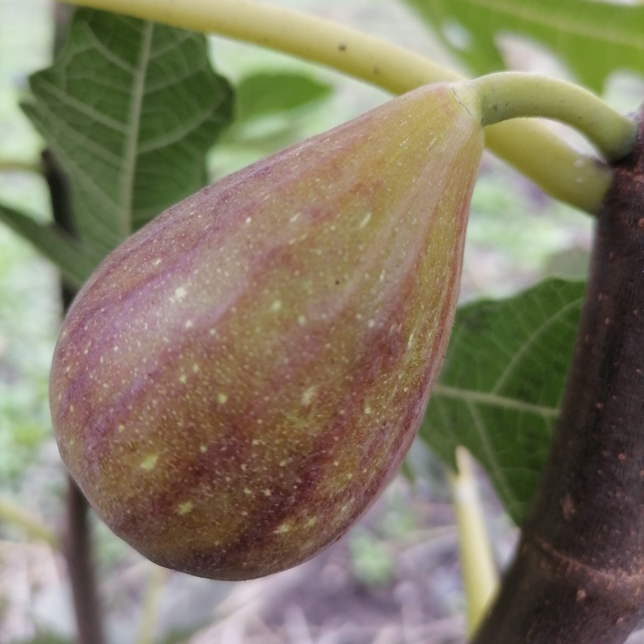 Саджанці інжиру Голіаф (Goliath) 3-х річний - ремонтантний, самоплідний, великоплідний