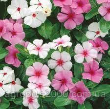 Насіння Барвінок катарантус (вінка) Кураж Суміш 0,1 грама