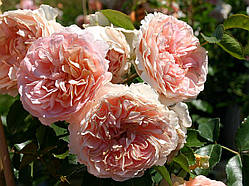 Троянда штамбова Floral Fairy (Фларал Фейри) 80см
