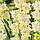 Гладіолус Lemon Frizzle 10/12, фото 3