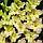 Гладіолус Lemon Frizzle 10/12, фото 4