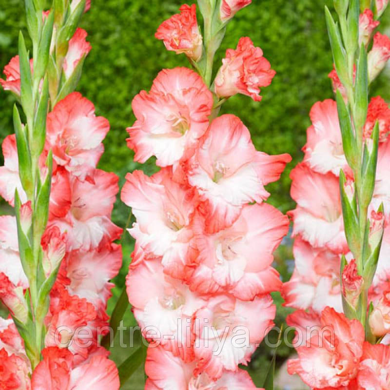 Гладіолус Pink Lady 14/16