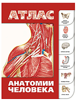 Книга "Атлас анатомии человека" - Лёвкин С.