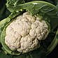Капуста цвітна Ількар F1 20 шт (ГН), фото 2