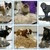 Фурминатор - скажи "нет" линьке собак, кошек, 6.8 см,есть 10.5 и 4.5 см - фото 1 - id-p2091839832