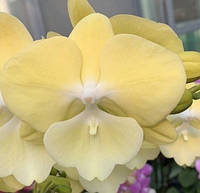 Орхідея Phal. Big Lip Yellow 2699, Підліток 1,7, квіти 9 см