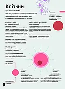 Тіло людини, фото 4