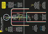 100 фактів про людське тіло, фото 4