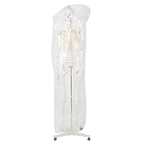 Велика модель скелета MALATEC 180 см деталізована модель скелета анатомічний скелет людини Польша, фото 4