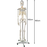 Велика модель скелета MALATEC 180 см деталізована модель скелета анатомічний скелет людини Польша, фото 9