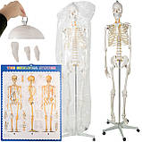 Велика модель скелета MALATEC 180 см деталізована модель скелета анатомічний скелет людини Польша, фото 2