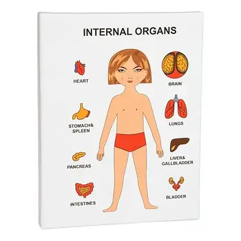 Пазли навчальні Internal Organs Strateg 30349 №1