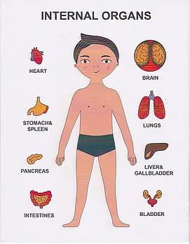 Пазли навчальні Internal Organs Strateg 30349 № 2