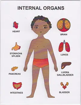 Пазли навчальні Internal Organs Strateg 30349 № 3
