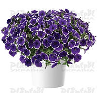 Петунія живець Cascadias Rim Violet фіолетовий з білою каймою