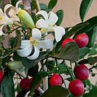 Саджанці Муррая Волотистої (Murraya Paniculata), фото 4