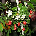 Саджанці Муррая Волотистої (Murraya Paniculata), фото 2