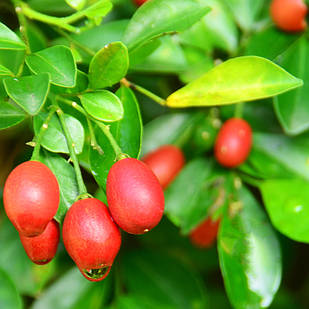 Саджанці Муррая Волотистої (Murraya Paniculata)