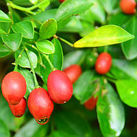 Саджанці Муррайя Волотистої (Murraya Paniculata)