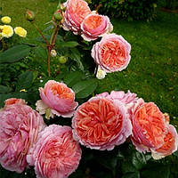 Роза парковая Чиппендейл (Chippendale) .