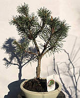 Бонсай Японская сосна Rovinsky Garden Bonsai Pinus thunbergii 25 - 35 см 0,3 л