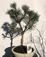 Бонсай Японська сосна Rovinsky Garden Bonsai Pinus thunbergii 25 — 35 см 0,3 л