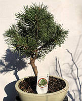 Бонсай Японська сосна Rovinsky Garden Bonsai Pinus thunbergii 25-35 см 0,6 л
