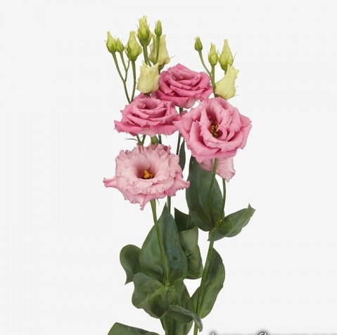 Еустома Alissa 1: Rose 5 шт Sakata