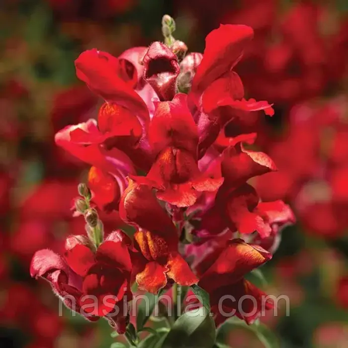 Antirrhinum majus Ротики Скарлет  1000 насінин