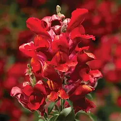 Antirrhinum majus Ротики Скарлет 1000 насінин