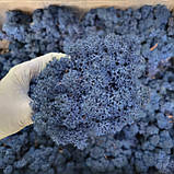 Стабілізований мох (ягель) 500 г, фото 5