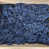 Стабілізований мох (ягель) 500 г, фото 6