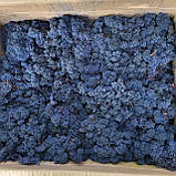 Стабілізований мох (ягель) 500 г, фото 4