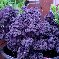 Капуста-салат Кале Скарлет 0,25 г