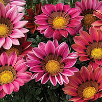Газанія жорсткувата Kiss™ Rose Syngenta 5 шт