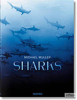 Muller, M., Nelson, A., Kock, A., Cousteau Jr, Ph. Michael Muller. Sharks