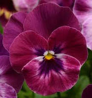 Віола COOL WAVE® F1 PURPLE
PanAmerican
5 шт.