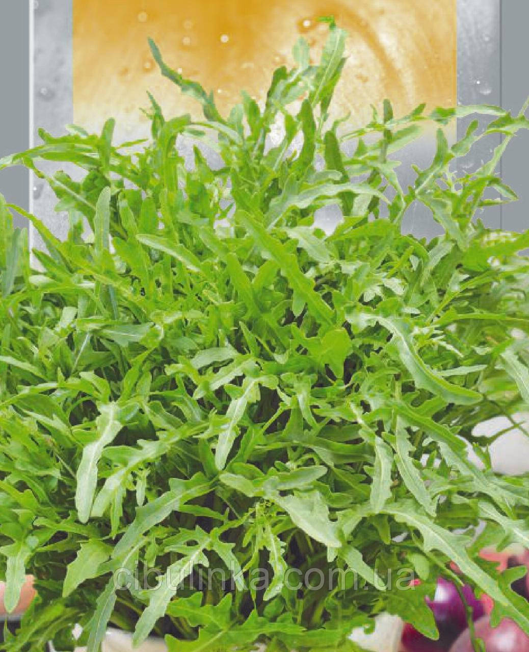 Рукола Морозне віконце (багаторічна) 0,5 г, фото 1