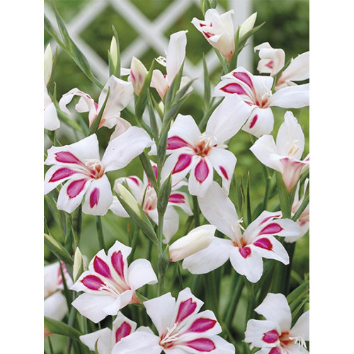 Гладіолус Нанус Princ Claus 3 шт., фото 1