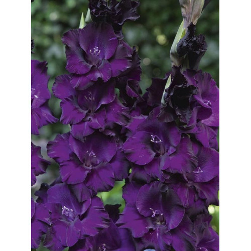 Гладіолус Purple Flora 3 шт., фото 1