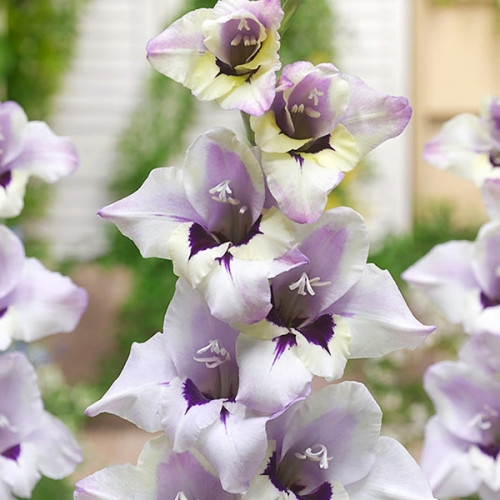 Гладіолус Нанус Lila 3шт., фото 1